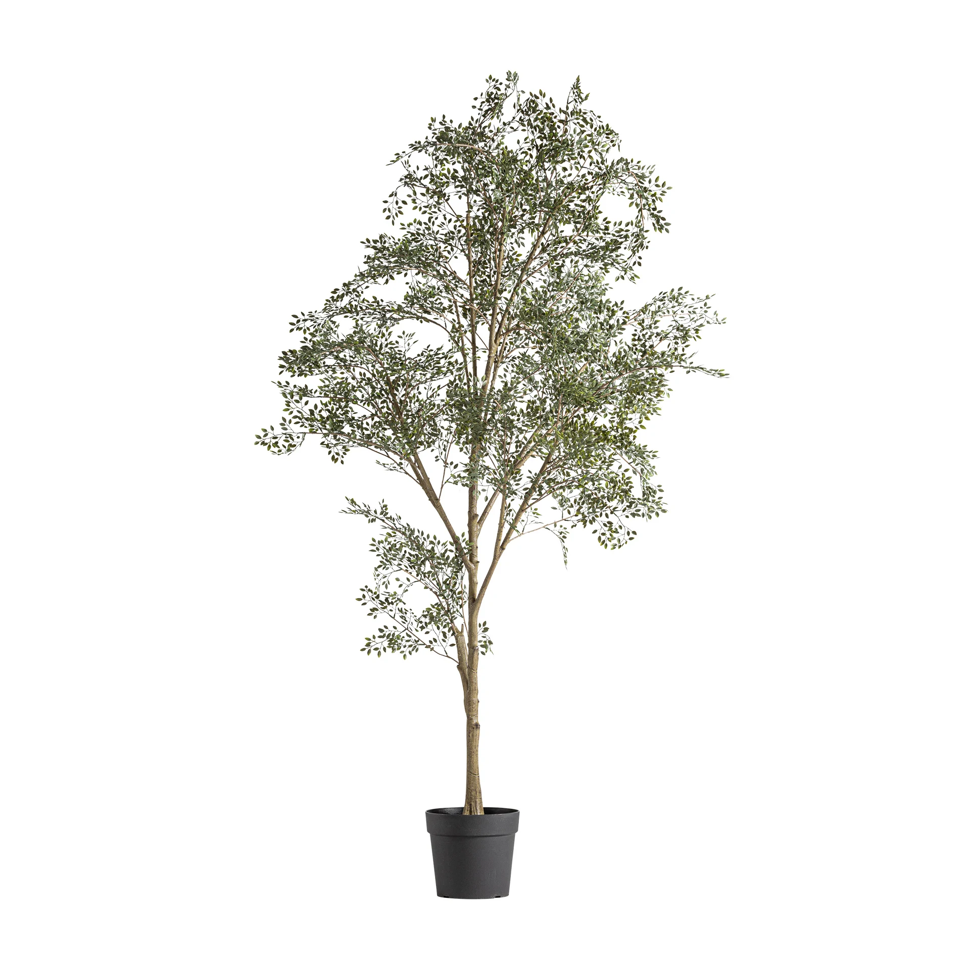 Produse - PLANTA DE MASLIN VicalHome 37737