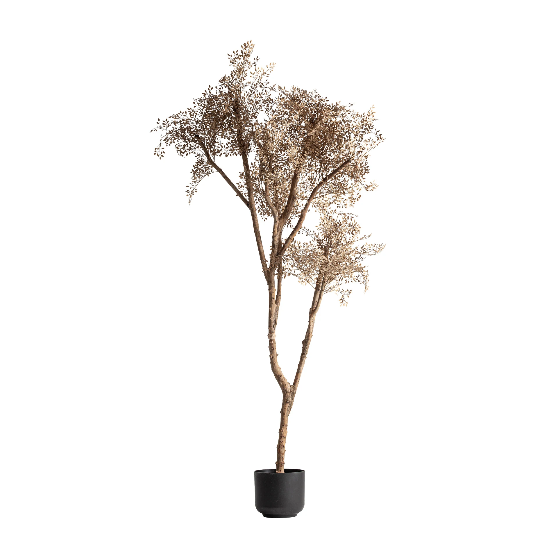 Produse - PLANTA DE MASLIN VicalHome 37736