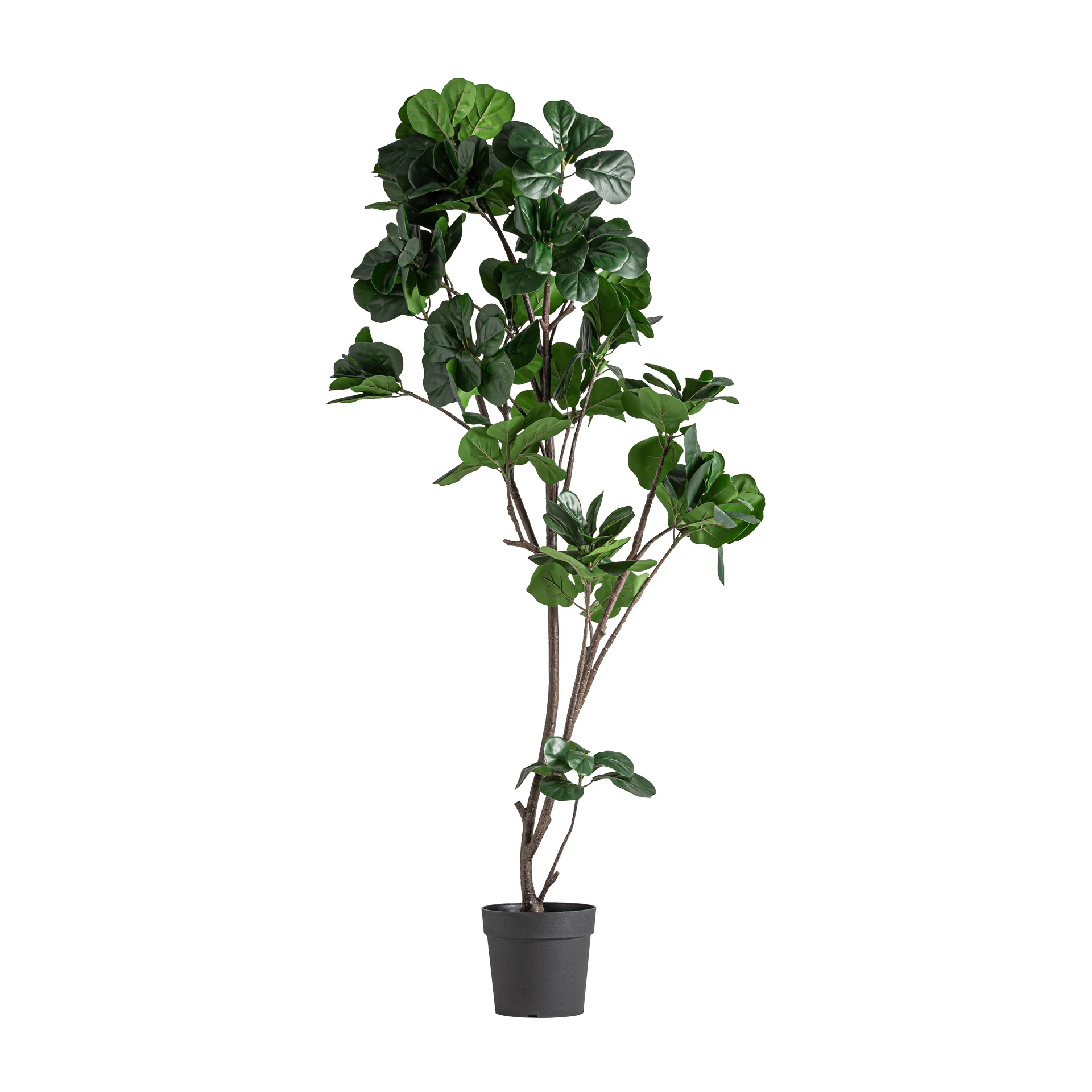 Produse - Planta ficus VicalHome 37727